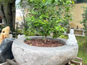 Braciere-fioriera da esterno in vera pietra-sasso naturale scavato a mano, pezzi unici, monoliti. Dimensioni circa 120-130 cm x altezza 45 cm.